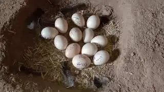 How to make Hatching Process of Peacocks eggs  in urdu/hindi