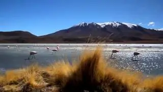 Bolivia with Paganel Studio (2014 HD)