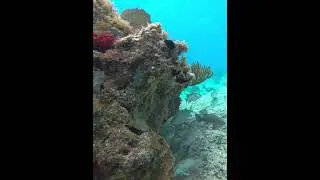 Coralscape #coralhead #reef #underwater #coralscape