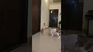 Play time Fun Daily Cute, Funny, Naughty & Loving Cat Moments LIVE