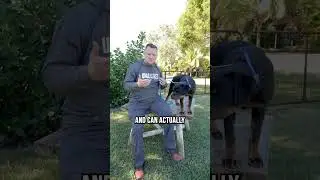 Let&rsquo;s Talk About the Rottweiler&hellip;