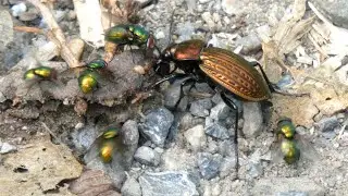Carabus Cancellatus - Fighting for Food | 4K
