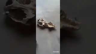 #short #shortvideo shortvideo  #I found unknown animal bone. #short comment  garam hai thaha hunele