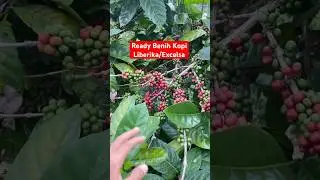 Excelsa/Liberica Coffee Seeds, Superior Old Trees +7 years old #agriculture #coffee