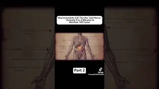 Part 2 the &ldquo;Good Nerve&rdquo; 