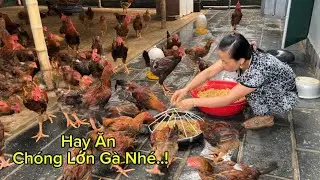 Cô Thơm Cho Gà Ăn - Gà Nhanh Lớn Quá..!!!
