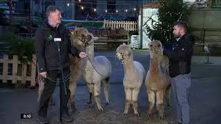 09 12 20 K2 ALPACAS IN WICKLOW
