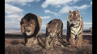 Big cats  Hunting video Mixed shear - Fall Out Boy-My Songs Know What You Did In The Dark