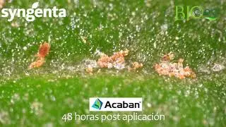 Acaban - Brevipalpus chilensis