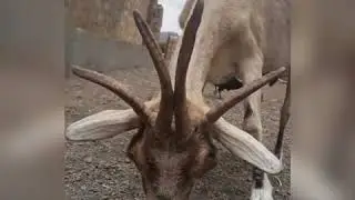 Goat 4 Horns 😈