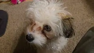 Rowdy showing off his new trick - Lay Down