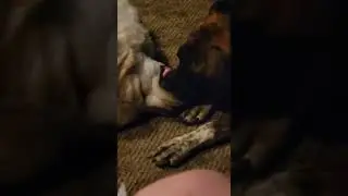 Winston just won't let Ida alone. 💞