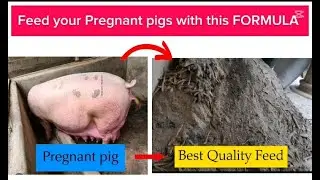 BEST Pregnant Pig FEED Formular - Cheap And Best Quality