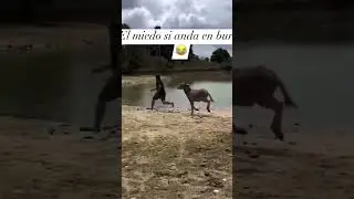 El miedo si anda en burro ￼😅 #humor #funny #funnyvideos #comedyvideos #shortvideos #short