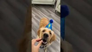 watch my golden retriever puppy grow up