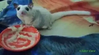 Flaffy - Sugar Glider Platinum Mosaic (Platmos)