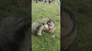 Cute Wild animal bobak marmot or prairie dog 20 #marmot #animal #prairiedog #animals #funny
