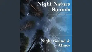Crickets on a Quiet Night