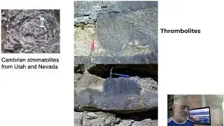 Stromatolites and Microfossils