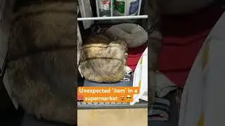 #catlover #straycat #catvideos #cats #catsofistanbul #istanbul
