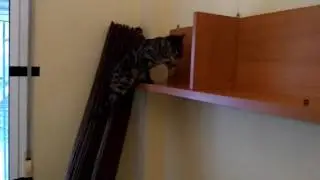 Training Bengal cat