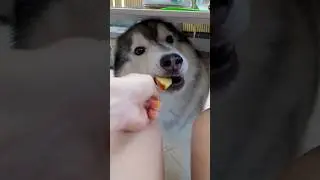 POV: Sei quella persona che “NON” da il CIBO di nascosto al CANE🫣🐶🤣#cane #cani #dog #dogs #comedy