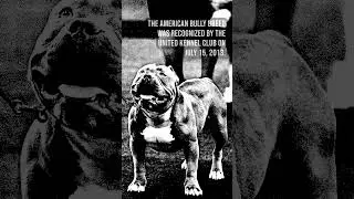 10 Years of the American Bully in UKC!