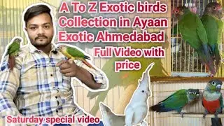 Conure Multiple variety Available in Ayaan Exotic Ahmedabad # A To Z Exotic birds in Ahmedabad 