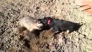 Jagd terrier DM