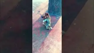 Kukor dan fani makkie