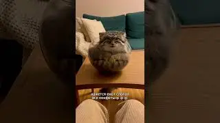 Видели как манул залазит в вазочку? Теперь видели🤣 Это лишь то что успели снять, бывают места лучше🤔