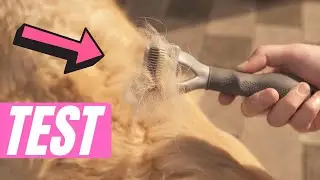 Furminator Hundehaarb&uuml;rste im TEST ▶︎ NIE wieder lose Haare?! 🔥
