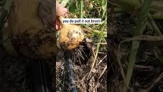 Onion harvest day!
