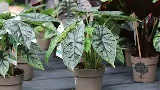 Introducing the Proven Winners LeafJoy Collection: Elevate Your Indoor Garden