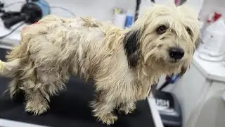 This Matted Dog&rsquo;s Grooming Transformation Changed Everything