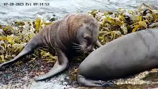 Marine Mammals Displaying Adorable Play Behaviors