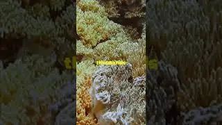 Mind-Blowing Coral Facts in 15s!#facts#shorts#nature#science#youtubeshorts#funfacts