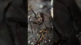 Epic Encounter with a Giant House Spider
