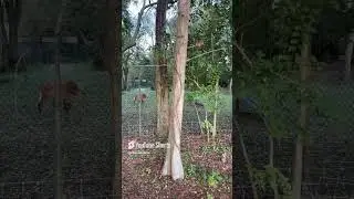 Maned Wolf Exhibit - River's Edge - Audubon Zoo - New Orleans, LA (Reupload)
