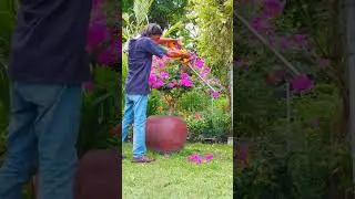 Quick Bougainvillea Trim = Big Blooms! #FlowerLovers #Shorts #Satisfying #Bougainvillea