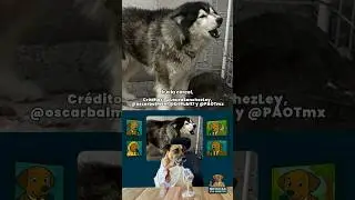 Periodistas salvan a perro, y ahora podr&iacute;an ir a prisi&oacute;n😡🐾