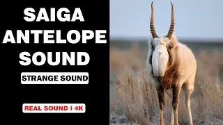 🔊 Real Saiga Antelope Sounds | Mighty Nose | High-Quality 4K 🦌✨