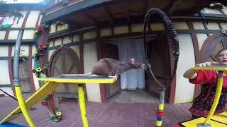 Rat Jumps in Slow Motion