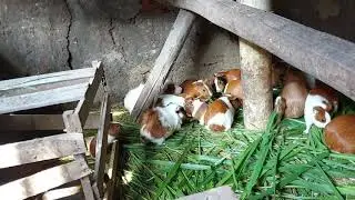 Caviario, meus porquinhos da india dobraram, nasceram muitos filhotes.
