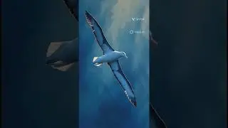 Birds flying in our freedom zone