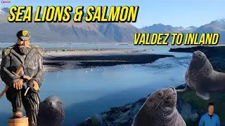 Epic Valdez Wildlife! 🦭 Sea Lions & Salmon at Solomon Gulch Hatchery