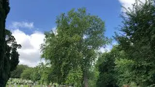 Silver maple - tree - August 2021