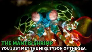 FACTS YOU DID NOT KNOW ABOUT THE MANTIS SHRIMP