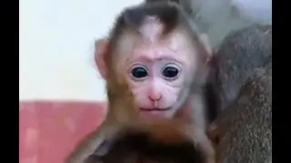 Cute baby monkey Albert and Good Mom Ally.