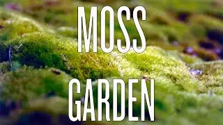 Indoor Moss Garden